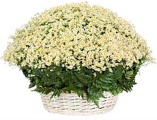 Цветочная композиция из Ромашки в корзине #REPLACE_PRED# Нижнедевицком
